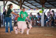 Inclusive livestock shows open door to more fair families
