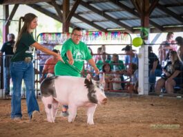 Inclusive livestock shows open door to more fair families