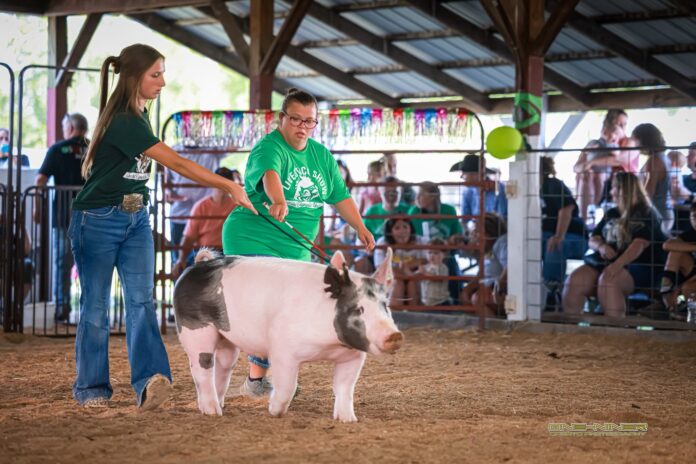 Pig Walking