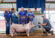 2026 Trumbull County Junior Fair Livestock Sale results