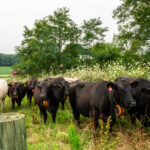 Virtual fencing expands opportunities for western Pa. beef farm GPS collar cows
