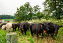 Virtual fencing expands opportunities for western Pa. beef farm GPS collar cows