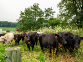 Virtual fencing expands opportunities for western Pa. beef farm GPS collar cows