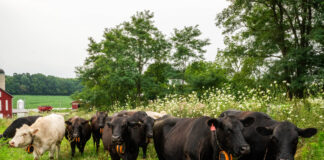 Virtual fencing expands opportunities for western Pa. beef farm GPS collar cows