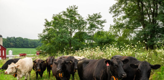 Virtual fencing expands opportunities for western Pa. beef farm GPS collar cows