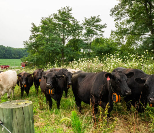 Virtual fencing expands opportunities for western Pa. beef farm GPS collar cows