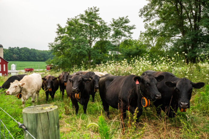 collar cows GPS collar cows