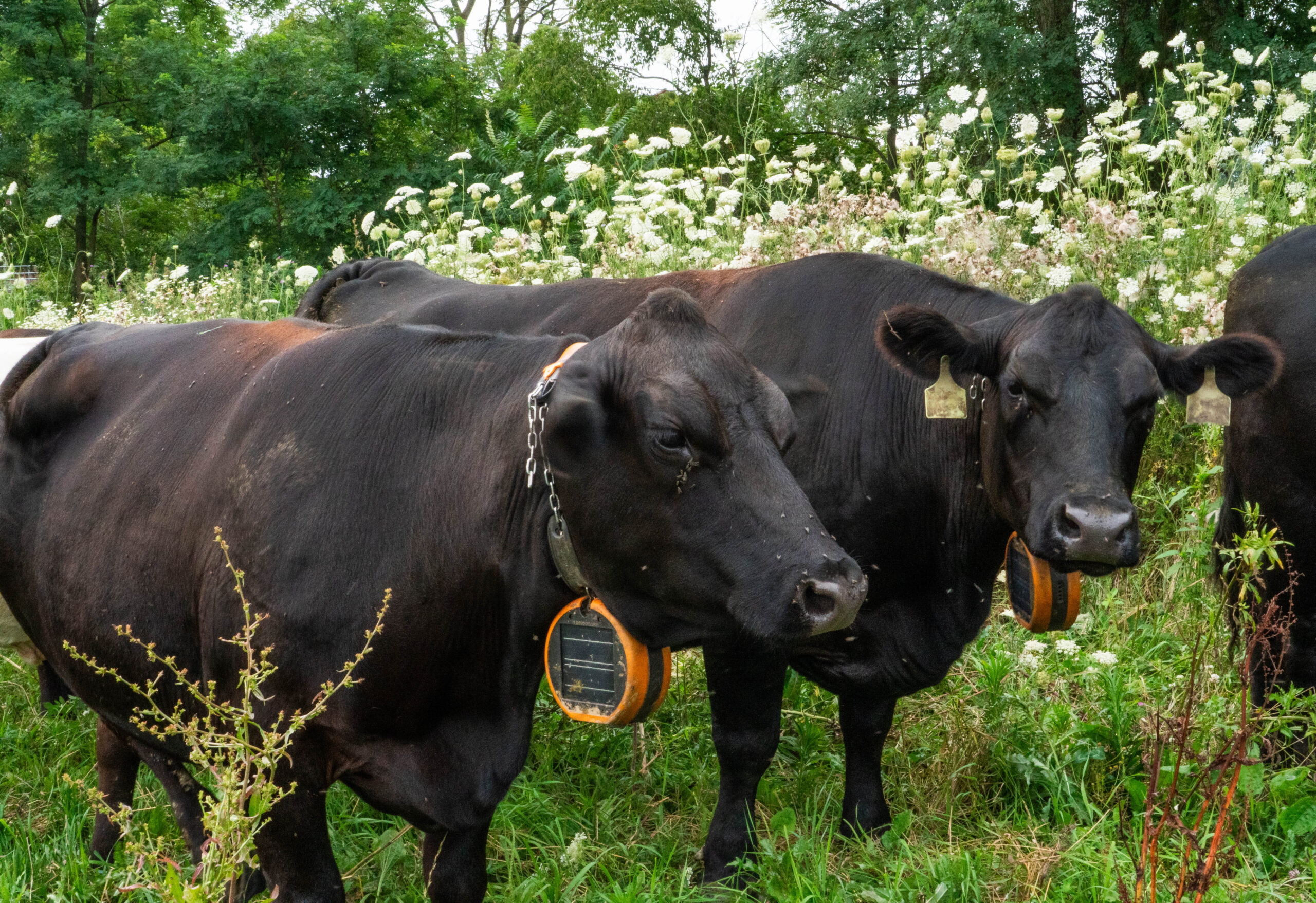 Kolehmainen Cattle Company