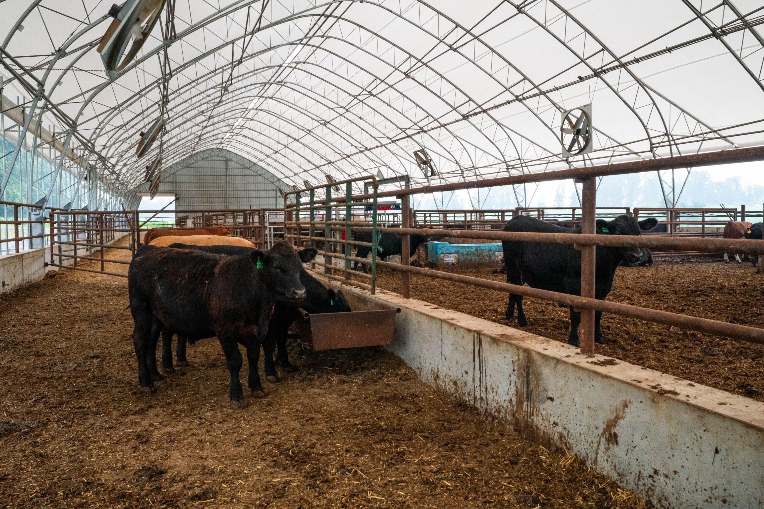 Kolehmainen Cattle Company