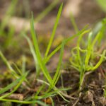 Choose the right grass seed for pastures and lawns