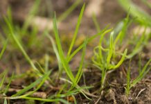 Choose the right grass seed for pastures and lawns
