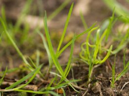 Choose the right grass seed for pastures and lawns