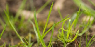 Choose the right grass seed for pastures and lawns