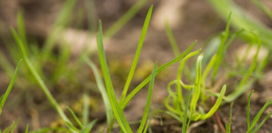 Choose the right grass seed for pastures and lawns