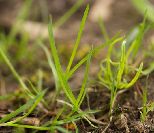 Choose the right grass seed for pastures and lawns