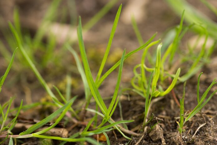 grass freshly planted grass