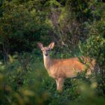 Pa. hunters donate record amount of venison to feed hungry families