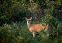 Pa. hunters donate record amount of venison to feed hungry families