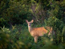 Pa. hunters donate record amount of venison to feed hungry families
