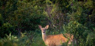 Pa. hunters donate record amount of venison to feed hungry families