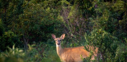 Pa. hunters donate record amount of venison to feed hungry families