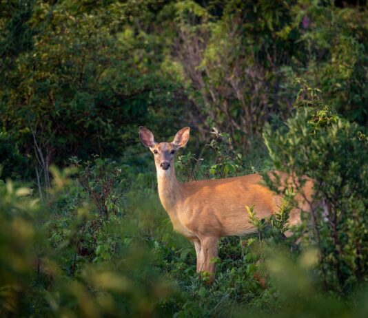 Pa. hunters donate record amount of venison to feed hungry families