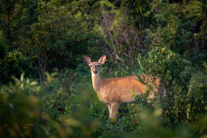 mohann-deer-8175966_1920