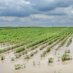 Record August rain and storms cause crop damage in Ohio