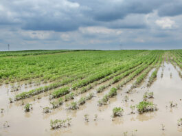 Record August rain and storms cause crop damage in Ohio