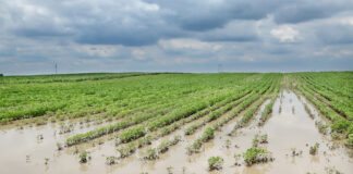 Record August rain and storms cause crop damage in Ohio