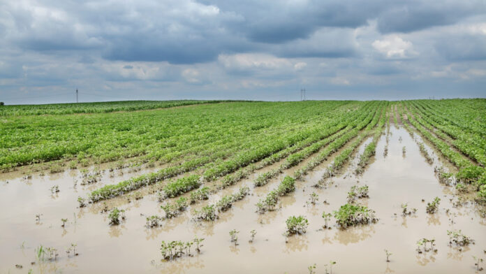soybeans flooded osu