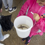 Once nearly lost, ‘living dinosaurs’ are returning to Ohio waters