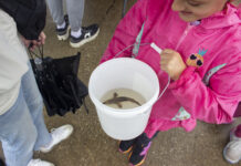 Once nearly lost, ‘living dinosaurs’ are returning to Ohio waters