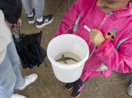 Once nearly lost, ‘living dinosaurs’ are returning to Ohio waters