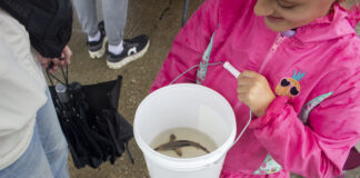Once nearly lost, ‘living dinosaurs’ are returning to Ohio waters