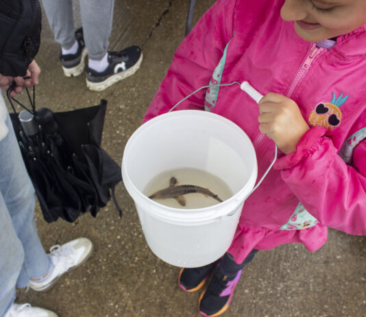Once nearly lost, ‘living dinosaurs’ are returning to Ohio waters