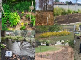 Backyard conservation: Local SWCD grants can fund your home projects