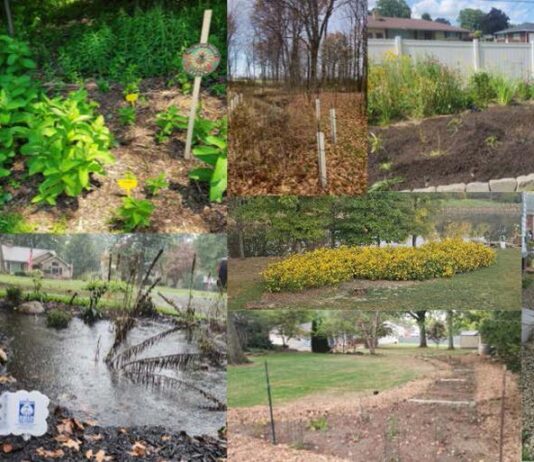 Backyard conservation: Local SWCD grants can fund your home projects