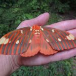 Hickory Horned Devils: Gentle giants of our deciduous forests