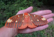 Hickory Horned Devils: Gentle giants of our deciduous forests
