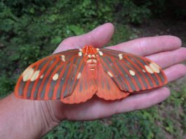 Hickory Horned Devils: Gentle giants of our deciduous forests