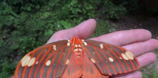 Hickory Horned Devils: Gentle giants of our deciduous forests