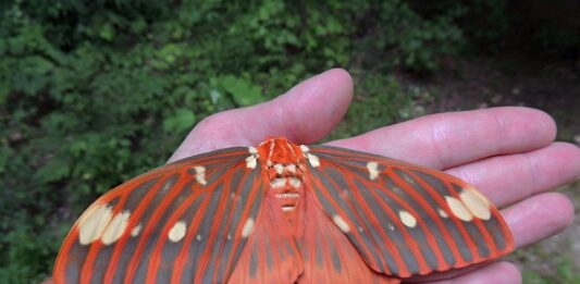 Hickory Horned Devils: Gentle giants of our deciduous forests