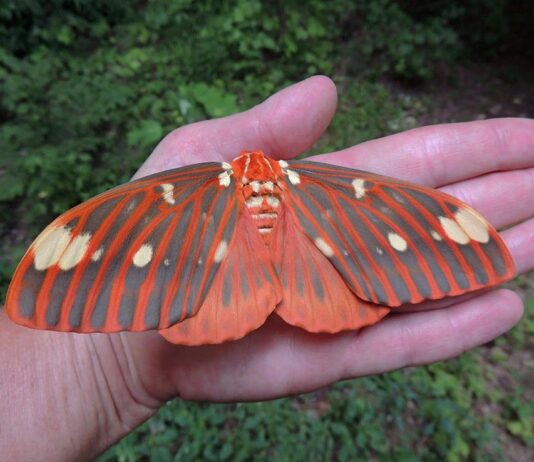 Hickory Horned Devils: Gentle giants of our deciduous forests