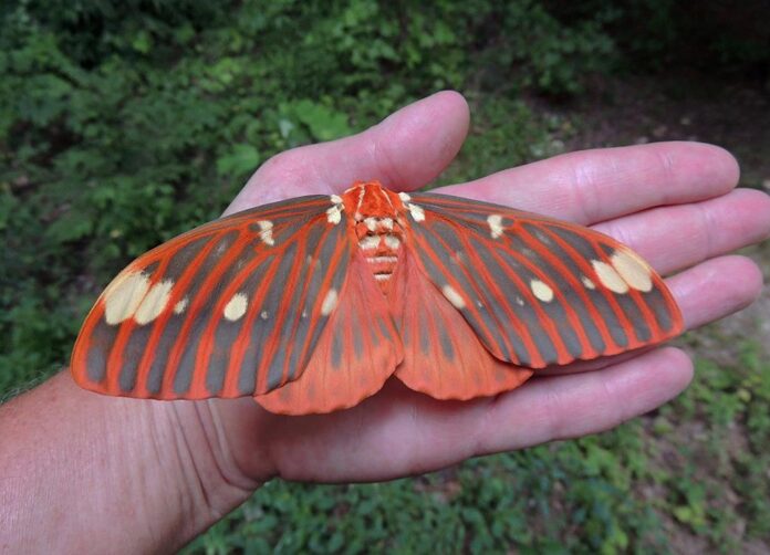FEATURE PHOTO Adult Royal Walnut MothRGB
