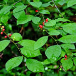 Why spicebush is one of the best native shrubs for wildlife