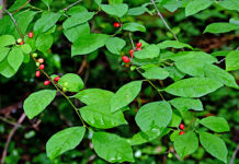 Why spicebush is one of the best native shrubs for wildlife