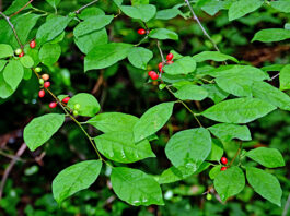 Why spicebush is one of the best native shrubs for wildlife