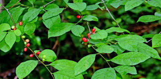 Why spicebush is one of the best native shrubs for wildlife