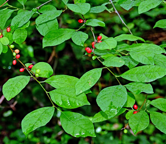 Why spicebush is one of the best native shrubs for wildlife